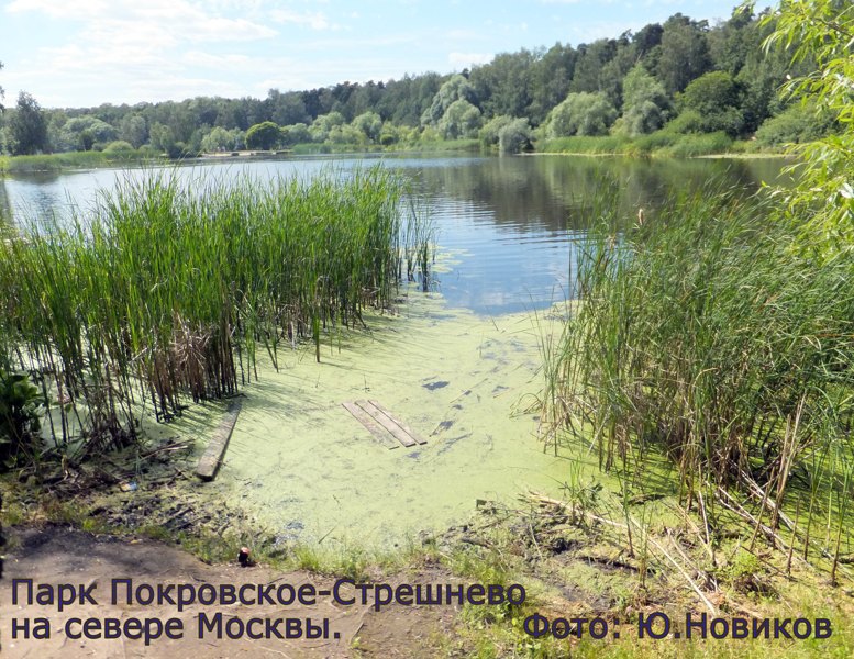 До такого состояния доведены водоемы в достаточно элитной зоне Москвы.